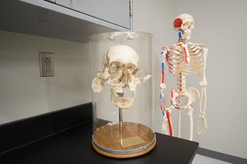 A photo of a broken up skull sitting next to an intact skeleton