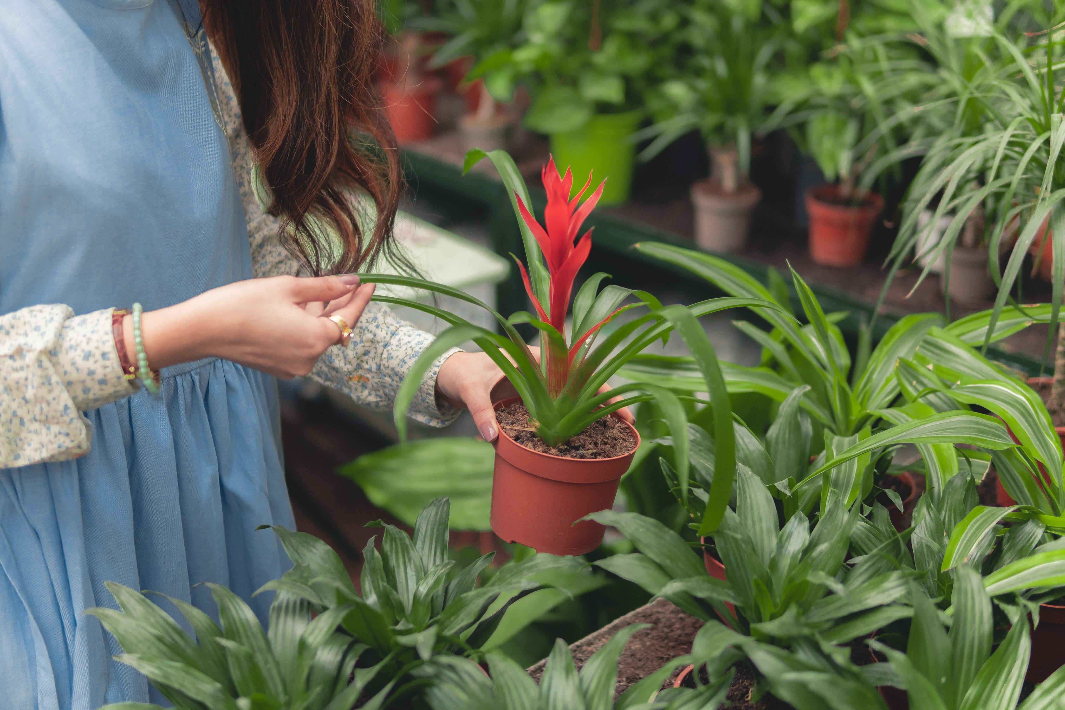 A woman in a greenhouse picking up a plant